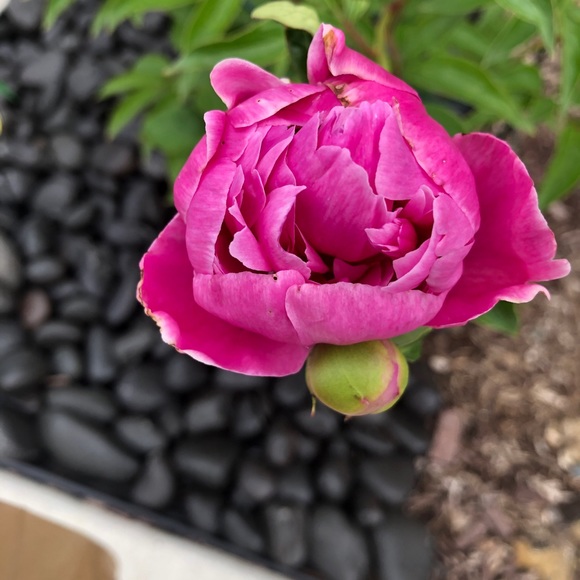 Meet your Posher, Gloria - Picture 3 of 15